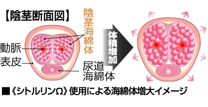 効果 シトルリン 増大